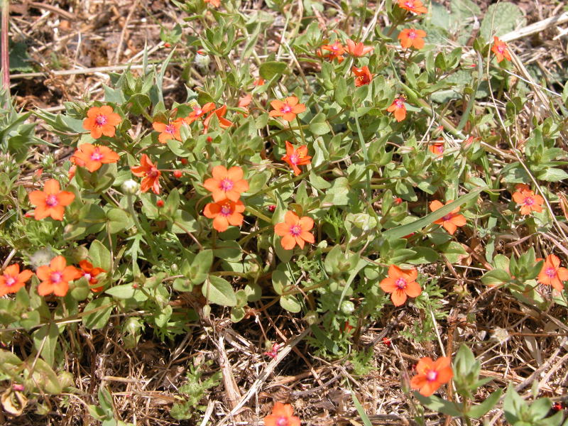 Lysimachia (=Anagallis) arvensis